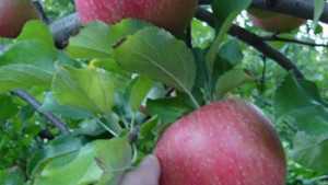 New Apple Variety Makes Its Debut