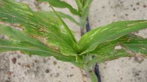 Tips To Stay On Top Of Corn Thrips