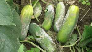 Controlling Phytophthora And Downy Mildew In Cucumbers
