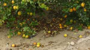 Dissecting Citrus Fruit Drop And What To Do Next Season