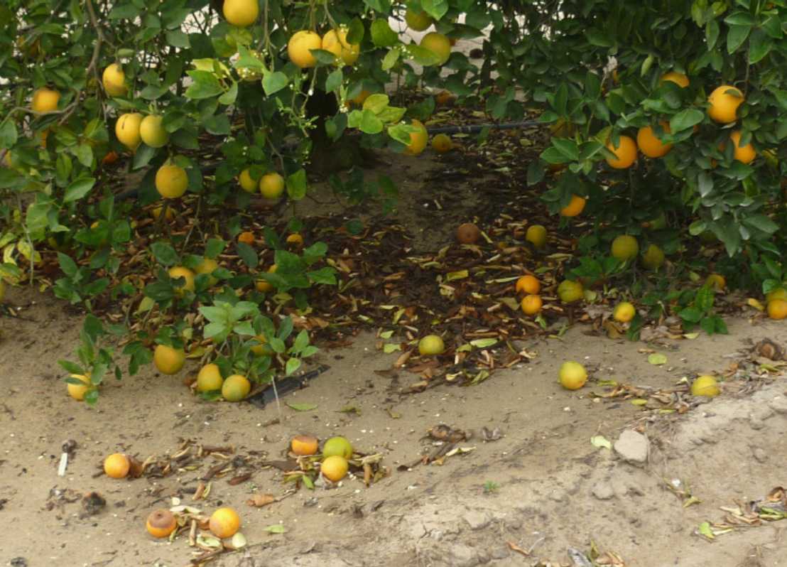 Fruit drop on mandarin tree
