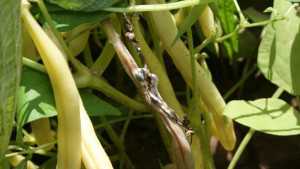 Control Options For Pod Mold In Beans