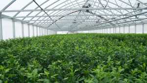 Citrus Nursery Survey Says: Keep It Simple