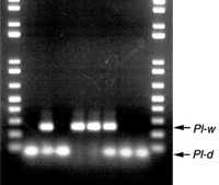 Genetics Potential In Organic Fruit