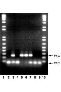 Genetics Potential In Organic Fruit