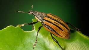 Soil Type May Play Role In Citrus Weevil Management