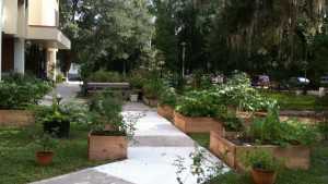 Florida Organic Growers Finds Green Pastures Through Urban Farming