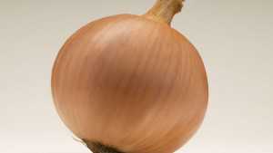 New Onion Varieties From Monsanto Company’s Vegetable Seeds Division