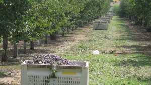 California Dried Plum Crop Forecast Up 12%