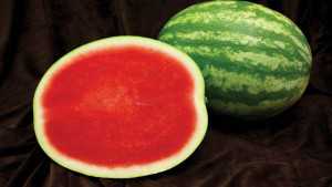 Sakata Seed America Set For Florida Watermelon Trials