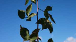 How To Grow Sustainable Berries