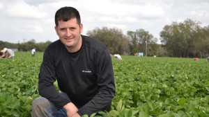 Market, Regulations Challenge Florida Strawberries
