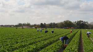 UC-Davis Responds To California Auditor’s Recommended Improvements To Strawberry Program