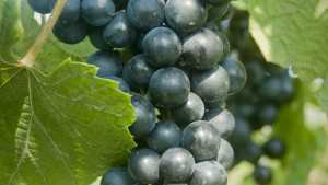 Washington Concord Grape Growers Wrestle With Blackleaf