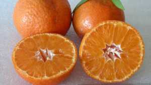New Citrus FAST TRACK Program Making Progress