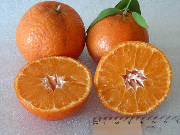 New Citrus FAST TRACK Program Making Progress