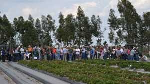 Survey: Florida Strawberry Growers Most Concerned About Mexico