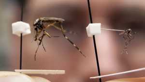 Bug Expert: Florida Facing Big Mosquito Problem