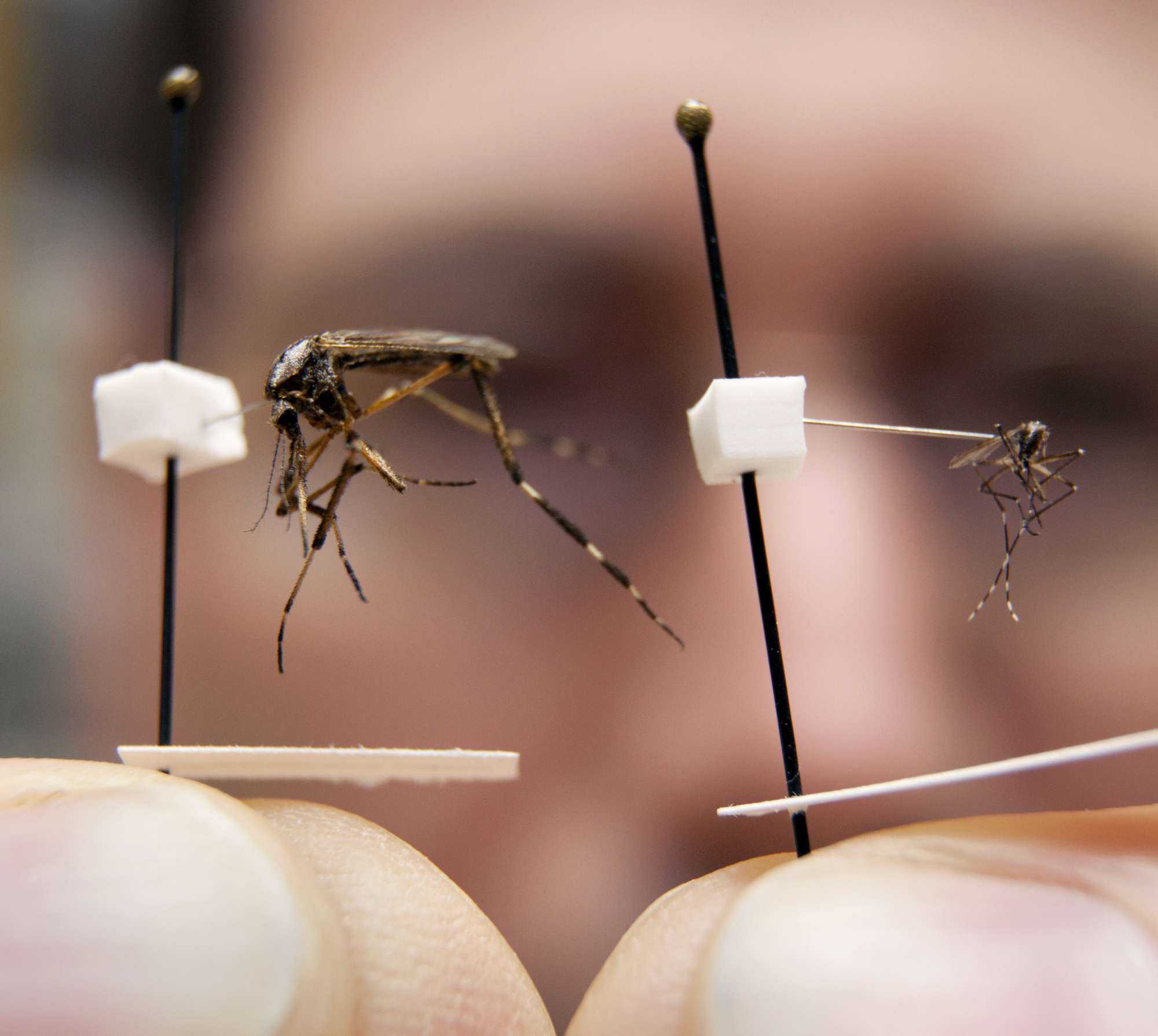 Bug Expert: Florida Facing Big Mosquito Problem