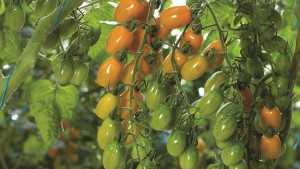 Nature Fresh Farms To Open New 175-Acre Greenhouse In Ohio