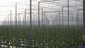 Greenhouse Production Tips From The Netherlands