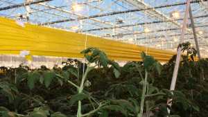 Intensive Greenhouse Crop Production Course
