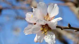 Almond Crop Forecast Revised Downward