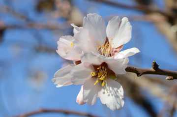 What Almond Growers Should Consider In Case Of Rain