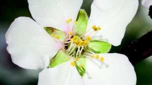 Almond Blossoms With Five Or Six Petals