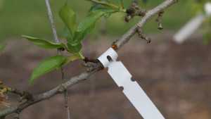 Boost Almond Output