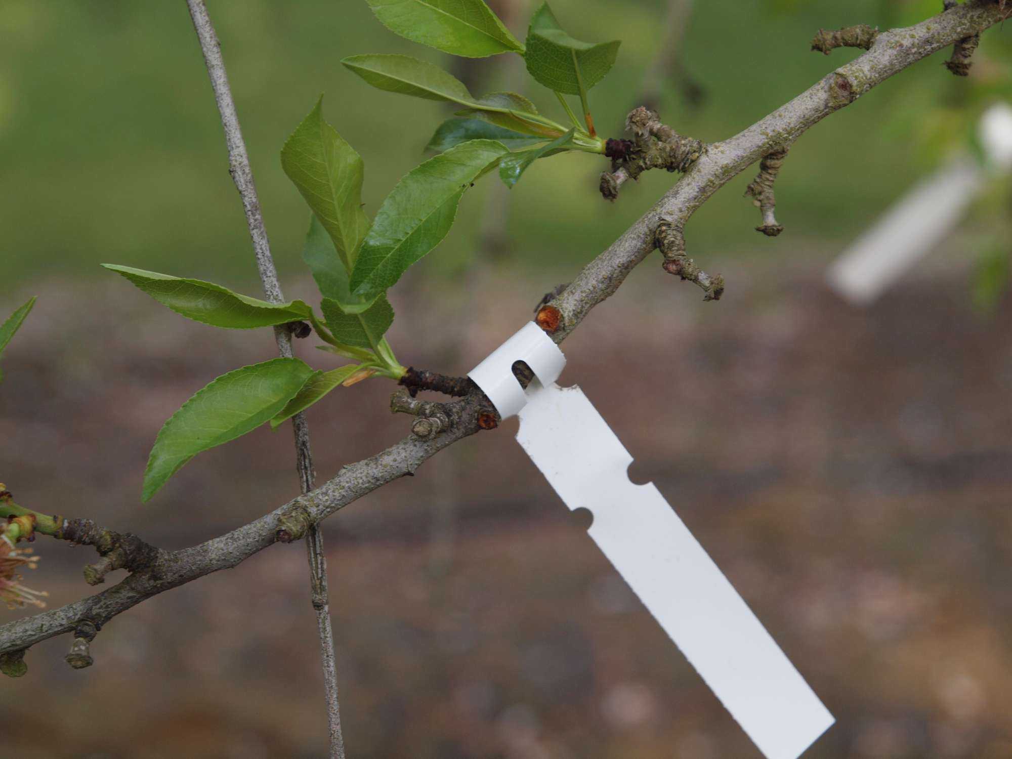 Boost Almond Output