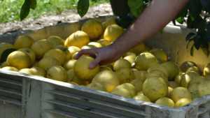 Florida Citrus Forecast Continues Free Fall