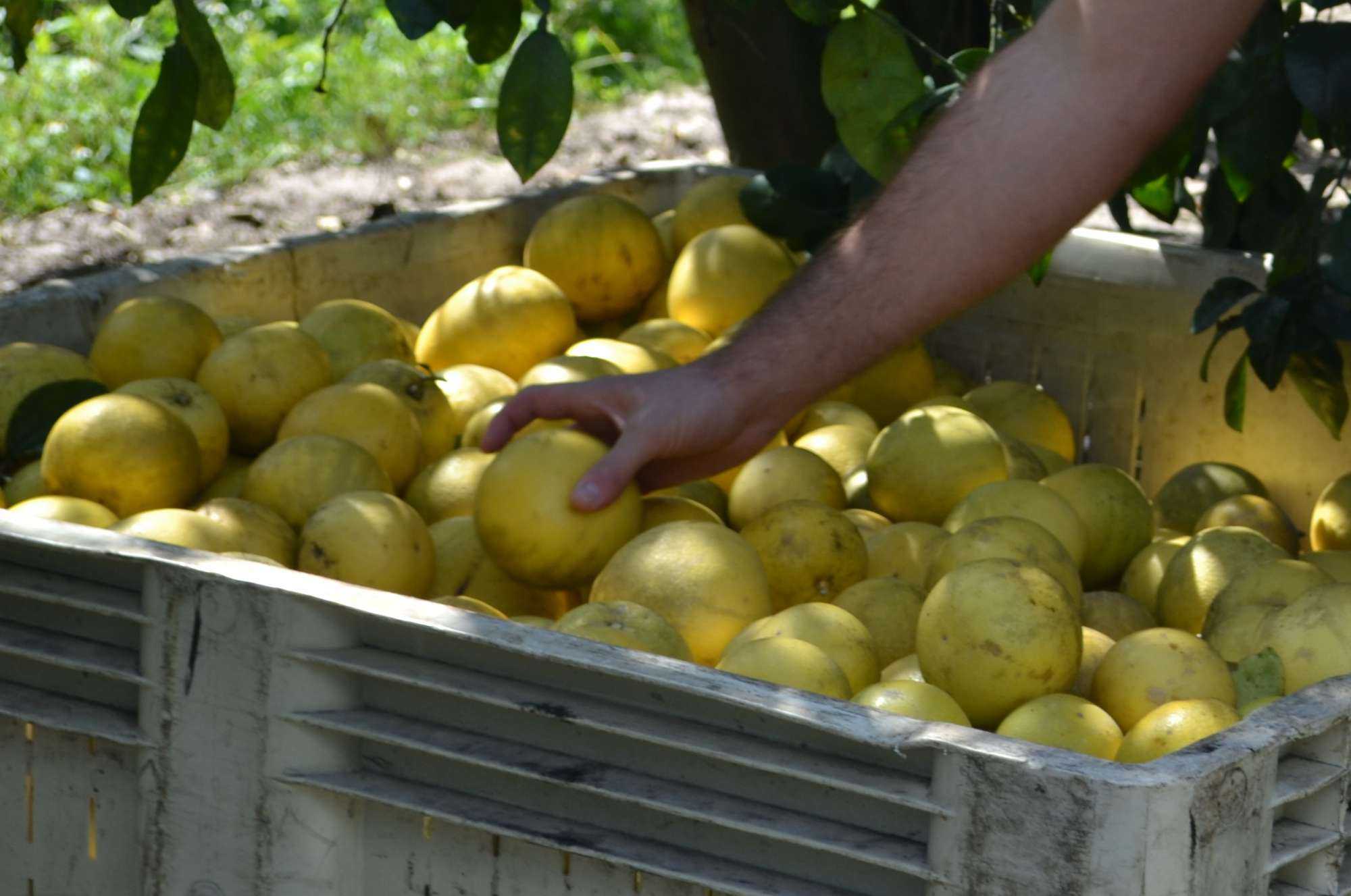 Florida Citrus Forecast Continues Free Fall