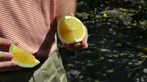 Size Standards Reduced For Lower Rio Grande Valley Grapefruit