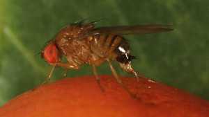 Analyzing The Rise In Invasive Pests