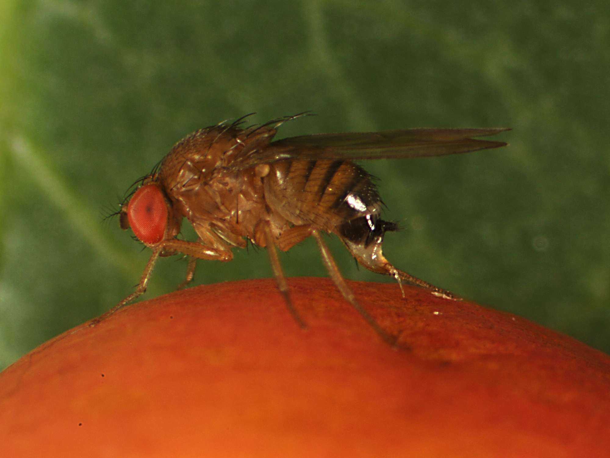 Spotted Wing Drosophila Control the Topic of Webinar