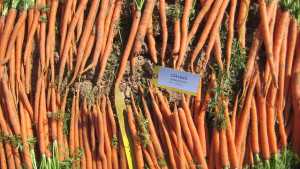 Seminis Showcases Premier Carrot Varieties