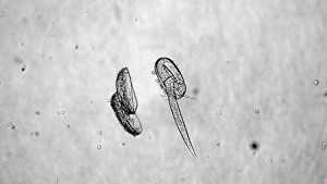 The Dangers Of Nematode Damage