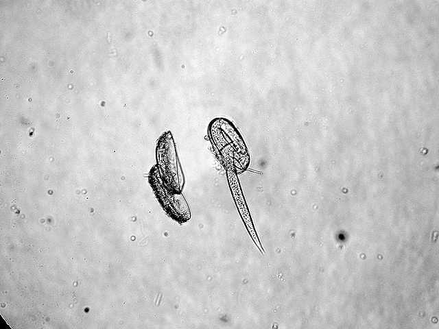 Research Aims To Control Pale Cyst Nematode