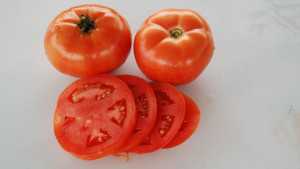 Get Greater Yield With Improved Tomato Nutrition