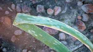 Botrytis Leaf Blight Of Onion Anything But A Blast