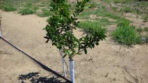 Opinion: Replanting Citrus Insane, Or Insanely Intelligent?