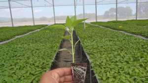 8 Tips To Better Manage Vegetable Transplants