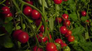 Cherry Tomato Considered To Be One Of The Sweetest