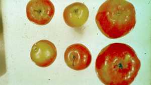 New Apple Disease Found In Canada