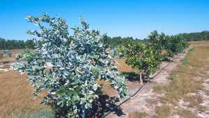 Citrus Institute Takes Aim At HLB
