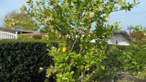 California’s Citrus Scourge