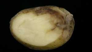 Late Blight Pointers For Potatoes