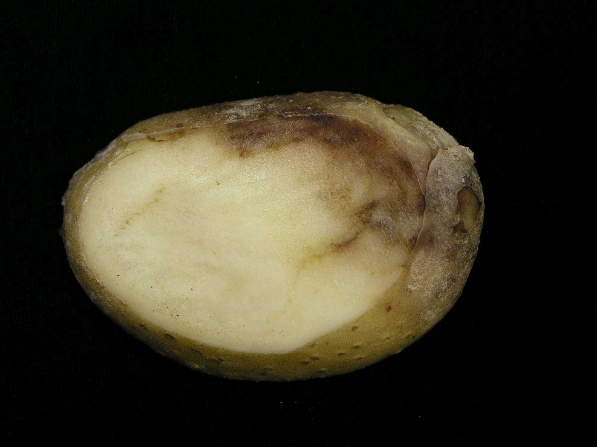 Late Blight Pointers For Potatoes