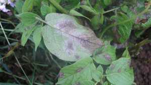 A Preventive Approach Reduces Infection Risk In Potatoes